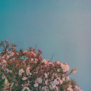 夏尔米3D视频在线
