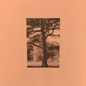 学生露出🐻让老师玩作文
