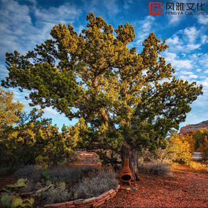 欧美泰国日本乱伦视频
